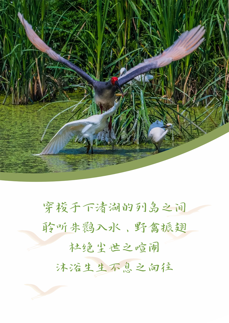心心念廿 相伴龙八long8 | 与德清相约 贺廿载诞辰